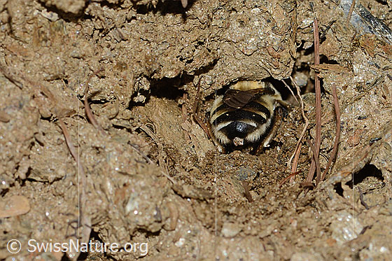 Foto: Gebänderte Pelzbiene (Anthophora aestivalis). Länge 14mm. Weibchen. Ansicht von hinten. Die Biene arbeitet an einer Brutzelle.
