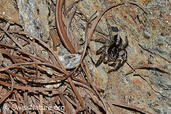 Foto: V-Fleck-Springspinne (Aelurillus v-insignitus). Männchen. Ansicht von schräg oben.