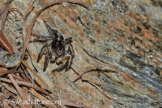 Foto: V-Fleck-Springspinne (Aelurillus v-insignitus). Männchen. Körperlänge: 8 - 9mm. Ansicht von vorne.