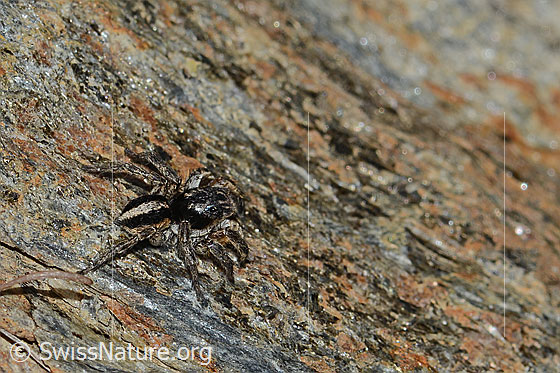 Foto: V-Fleck-Springspinne (Aelurillus v-insignitus). Männchen. Körperlänge: 8 - 9mm. Ansicht von der Seite.