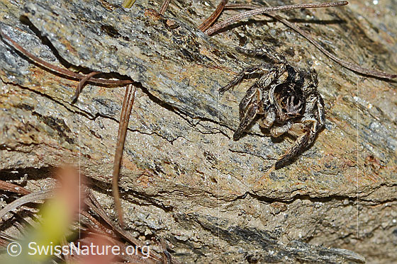 Foto: V-Fleck-Springspinne (Aelurillus v-insignitus). Männchen. Körperlänge: 8 - 9mm. Ansicht von vorne.