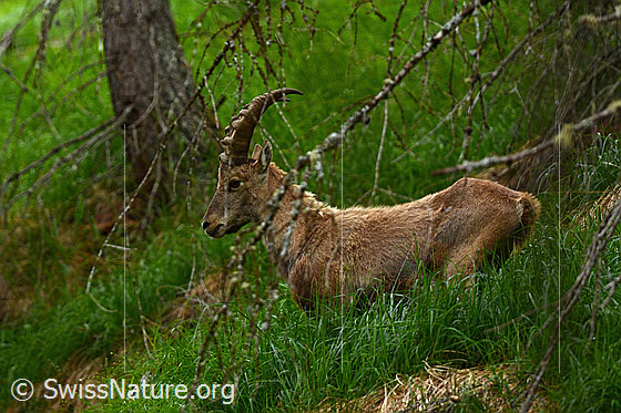 Foto: Alpensteinbock (Capra ibex). Unterwegs im lichten Lärchenwald.