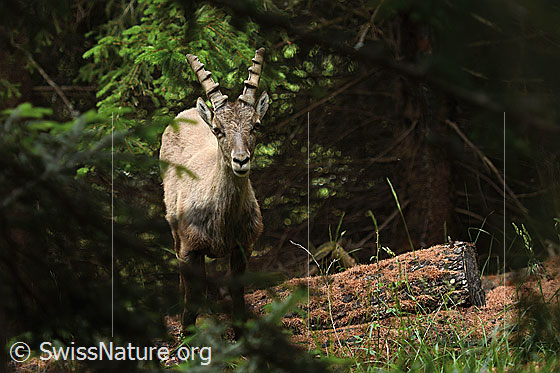 Foto: Alpensteinbock (Capra ibex). Schaut zur Fotografin auf.
