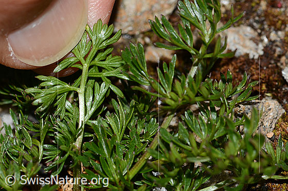 Foto: Zwerg-Mutterwurz (Ligusticum mutellinoides). Blattunterseite.