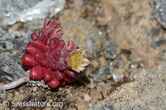 Photo: Sedum atratum. Whole plant (habiti).