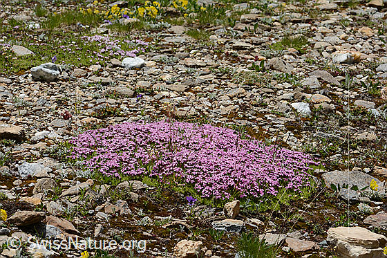 Photo: Silene acaulis. Flower cushion.