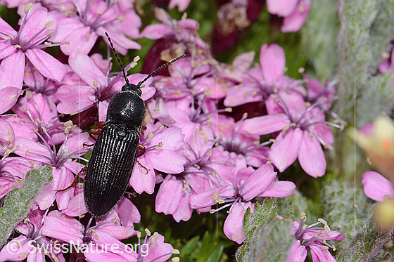 Photo: Probably Melanotus castanipes on Silene acaulis. Length 17mm. Female. View from above.