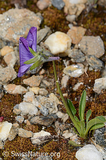 Foto: Langsporniges Stiefmütterchen (Viola calcarata). Ganze Pflanze (Habitus). Ansicht von der Seite.