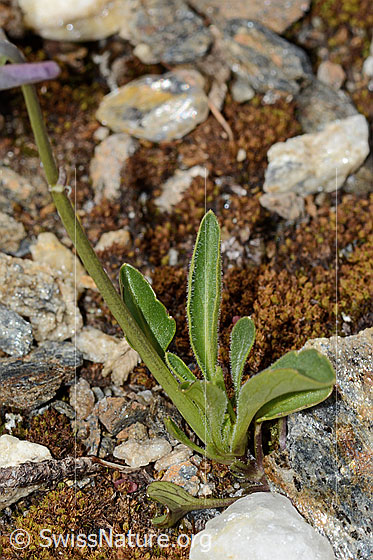 Photo: Viola calcarata. Leaves, stipules and stem.