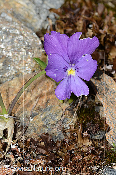 Foto: Langsporniges Stiefmütterchen (Viola calcarata). Blüte und Stängel. Ansicht von vorne.