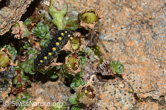 Foto: Raupe des Alpen-Widderchens (Zygaena exulans) an Zweiblütigem Steinbrech (Saxifraga biflora). Ansicht von oben.