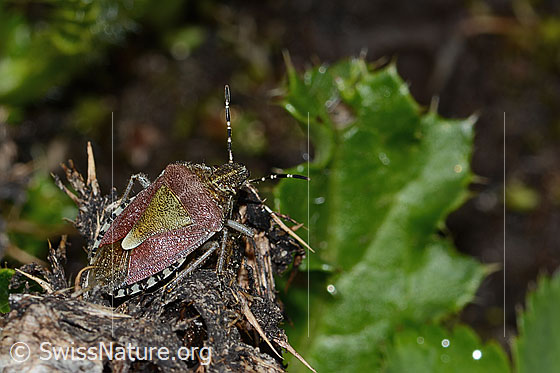 Photo: Dolycoris baccarum. Length 10 - 12mm. View from the side above.