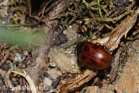 Photo: Probably Gonioctena nivosa (Leaf beetle). Length 5mm. View from behind top. The coloration of this beetle species is very variable.