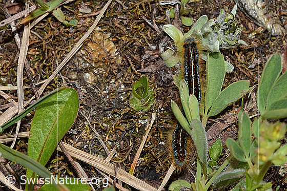 Foto: Alpen-Ringelspinner (Malacosoma alpicola). Raupe. Länge: 30mm. Ansicht von oben.