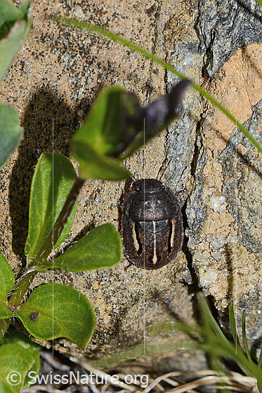 Foto: Odontoscelis fuliginosa (Schildwanze). Länge 6mm. Ansicht von oben.