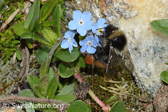 Foto: Berglandhummel (Bombus monticola) an Alpen-Vergissmeinnicht (Myosotis alpestris). Länge 16mm. Ansicht von der Seite.