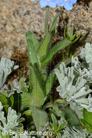 Foto: Alpen-Vergissmeinnicht (Myosotis alpestris). Blätter.