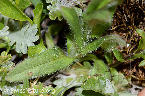 Photo: Myosotis alpestris. Leaf top.