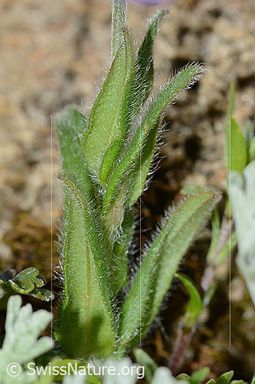 Photo: Myosotis alpestris. Leaf underside.