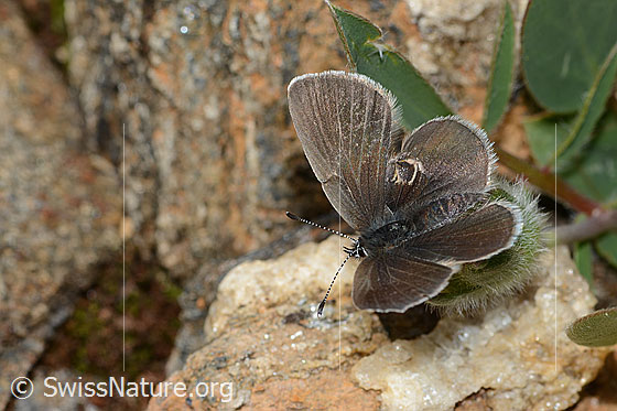 Photo: Cupido minimus on Anthyllis vulneraria ssp. alpestris. Female. Wings open. View from the side above.