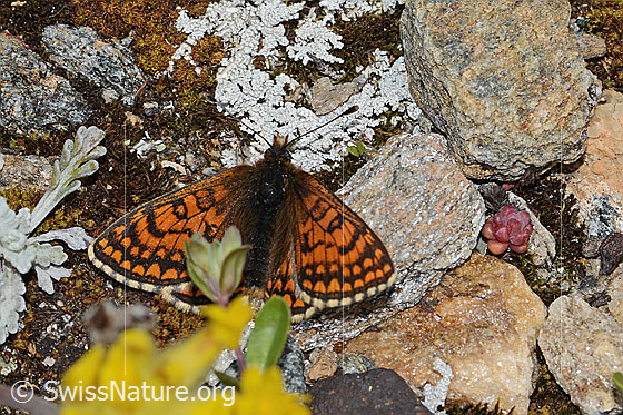 Foto: Wachtelweizen-Scheckenfalter (Melitaea athalia). Flügel geöffnet. Ansicht von oben.