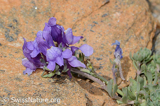 Photo: Linaria alpina. Blossoms.