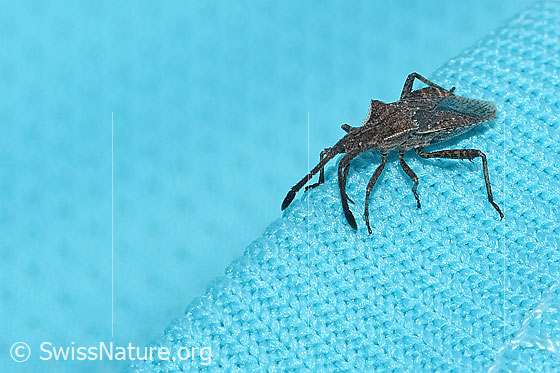 Foto: Coriomeris denticulatus (Randwanze). Länge 9mm. Ansicht von schräg oben vorne.