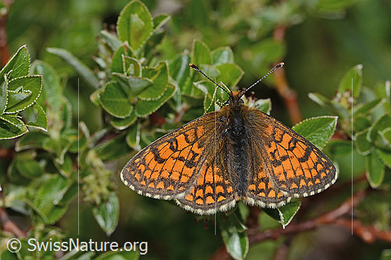 Foto: Wachtelweizen-Scheckenfalter (Melitaea athalia). Flügel geöffnet. Ansicht von oben.