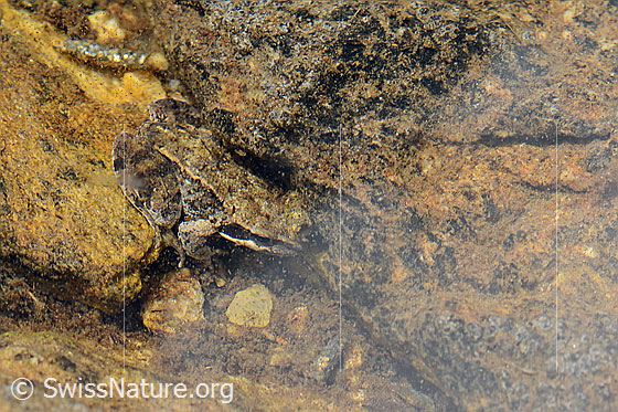Foto: Grasfrosch (Rana temporaria) im Uferbereich eines Bergbachs.