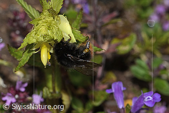 Foto: Steinhummel (Bombus lapidarius) an Schmalblättrigem Klappertopf (Rhinanthus glacialis). Länge 15mm. Weibchen. Ansicht von der Seite.