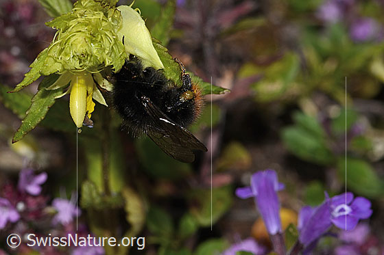 Foto: Steinhummel (Bombus lapidarius) an Schmalblättrigem Klappertopf (Rhinanthus glacialis). Länge 15mm. Weibchen. Ansicht von der Seite.