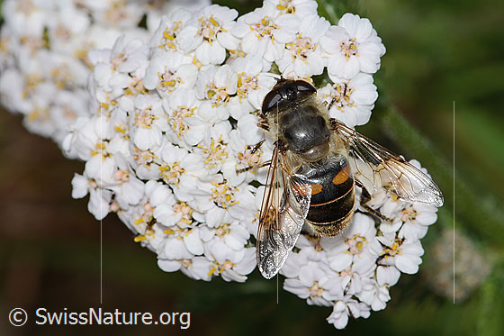 Foto: Mistbiene (Eristalis tenax) auf Gemeine Schafgarbe (Achillea millefolium). Länge 17mm. Weibchen. Ansicht von oben.

Mistbiene
Lat.: Eristalis tenax
Familie: Syrphidae (Schwebfliegen)
Gattung: Eristalis

Gemeine Schafgarbe
Lat.: Achillea millefolium
Familie: Asteraceae (Korbblütler)
Unterfamilie: Asteroideae
Gattung: Achillea (Schafgarben)