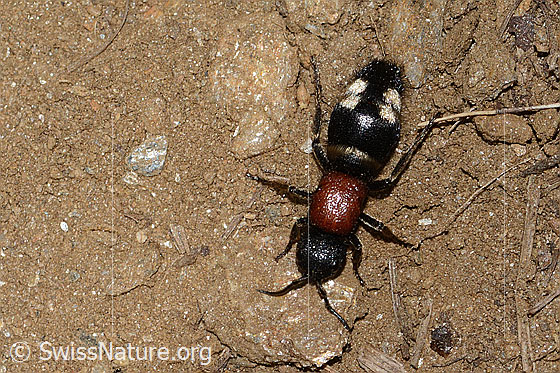 Foto: Grosse Spinnenameise (Mutilla europaea). Länge 13mm. Weibchen. Ansicht von oben.