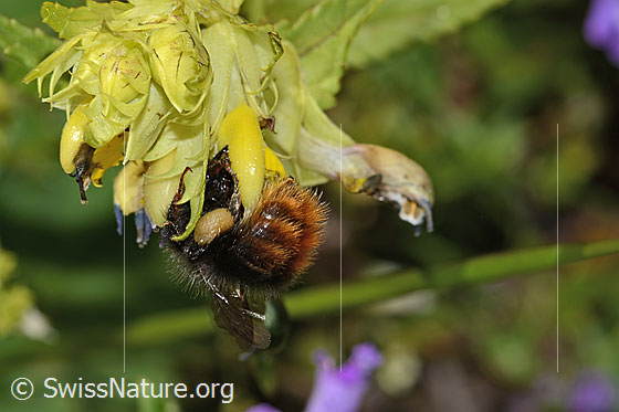 Photo: Bombus lapidarius on Rhinanthus glacialis. Length 12 - 16mm. Female. View from behind.