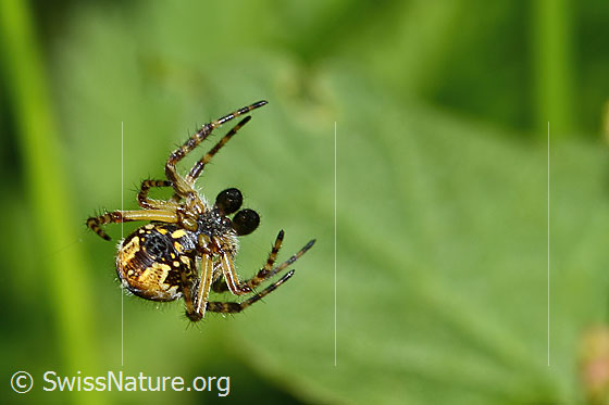 Photo: Aculepeira ceropegia. View from below at the rear.