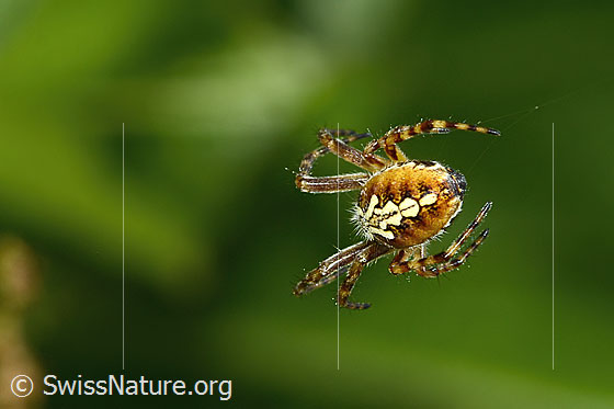 Photo: Aculepeira ceropegia. View from behind top.