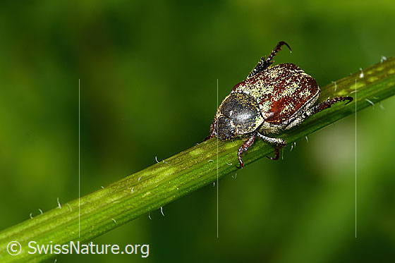 Foto: Goldstaub-Laubkäfer (Hoplia argentea). Länge 10mm. Wird auch Goldstaub-Purzelkäfer, Mehliger Laubkäfer, Gelbgrüner Purzelkäfer oder Hoplia farinosa genannt. Ansicht von schräg oben.