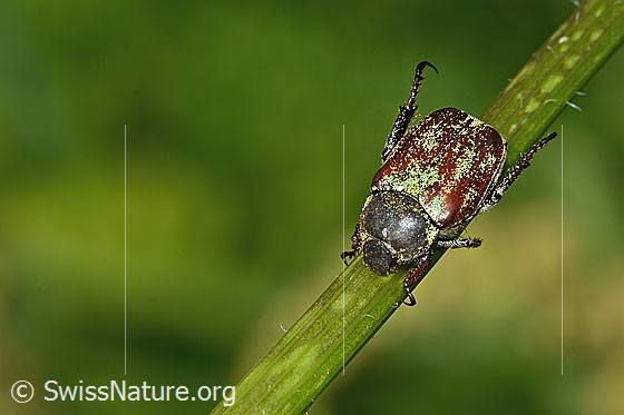 Photo: Hoplia argentea. Length 10mm. View from above.