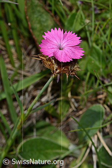 Foto: Gewöhnliche Kartäuser-Nelke (Dianthus carthusianorum). Blüte. Ansicht von schräg oben.