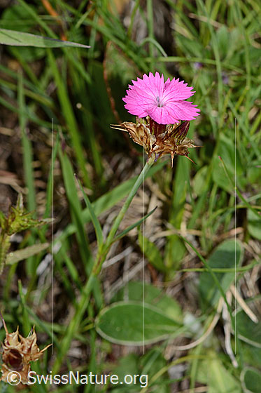 Foto: Gewöhnliche Kartäuser-Nelke (Dianthus carthusianorum). Blüte und Stängel.