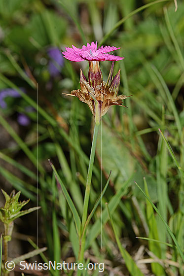 Foto: Gewöhnliche Kartäuser-Nelke (Dianthus carthusianorum). Blüte und Stängel. Ansicht von der Seite.