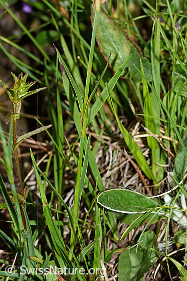 Foto: Gewöhnliche Kartäuser-Nelke (Dianthus carthusianorum). Stängel und Blätter.