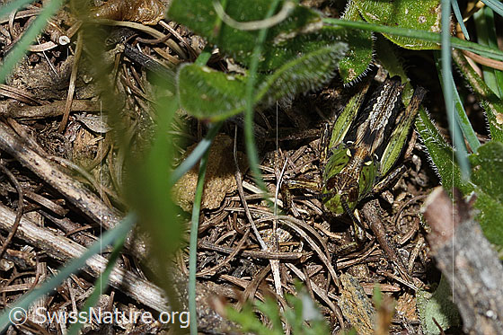 Foto: Sibirische Keulenschrecke (Gomphocerus sibiricus). Nymphenstadium 4. Männchen. Ansicht von vorne oben.