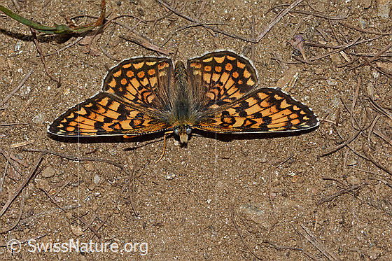 Foto: Wachtelweizen-Scheckenfalter (Melitaea athalia). Flügel geöffnet. Ansicht von vorne oben.