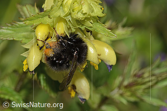 Photo: Bombus lapidarius on Rhinanthus glacialis. Length 12 - 16mm. Female. View from the side.