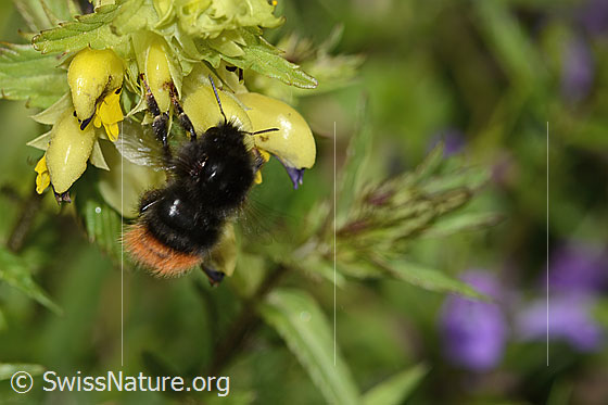 Foto: Steinhummel (Bombus lapidarius) an Schmalblättrigem Klappertopf (Rhinanthus glacialis). Länge 12 - 16mm. Weibchen. Ansicht von oben.