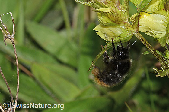 Photo: Bombus lapidarius on Rhinanthus glacialis. Length 12 - 16mm. Female. View from side front.