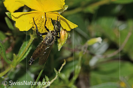 Photo: Didysmachus picipes. 14 - 18mm. Male. View from above.