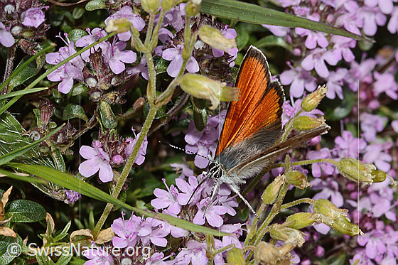 Foto: Lilagold-Feuerfalter (Lycaena hippothoe eurydame) auf Frühblühendem Thymian (Thymus praecox ssp. praecox). Männchen. Flügel wenig geöffnet. Ansicht von seitlich vorne oben.
