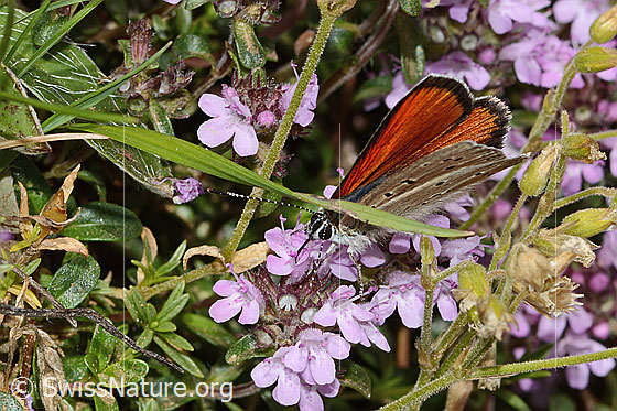 Foto: Lilagold-Feuerfalter (Lycaena hippothoe eurydame) auf Frühblühendem Thymian (Thymus praecox ssp. praecox). Männchen. Flügel wenig geöffnet. Ansicht von schräg oben.